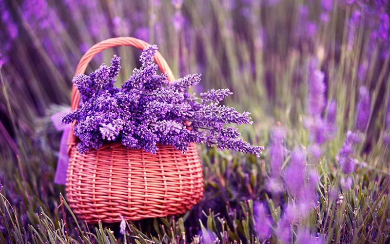 Hoa Oải Hương Lavender- Mang đến sự bình yên, thuận hòa