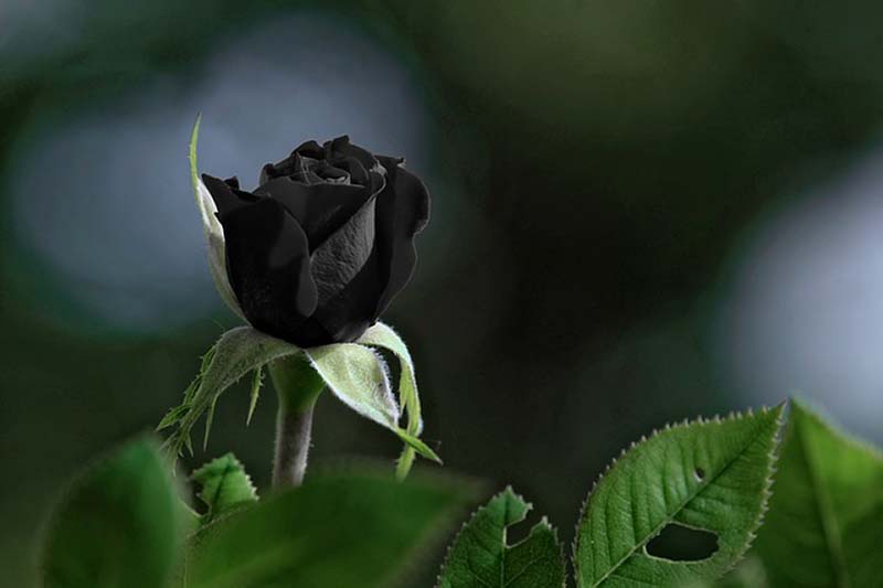 Hoa hồng đen - Sự tái sinh và niềm hy vọng