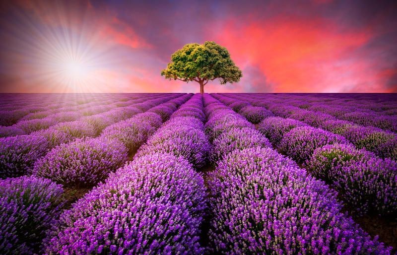 Ý nghĩa của Lavender trong tình yêu